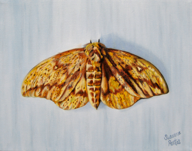 Contemplation: Imperial Moth, by Susanna Pantas
